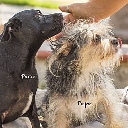 Thumbnail photo of PACO #4