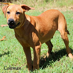 Thumbnail photo of Coleman ~ meet me! #2