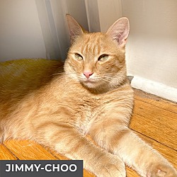 Thumbnail photo of Jimmy-Choo #4