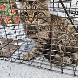 Santa Cruz County Animal Care and Control in Nogales AZ