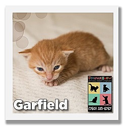 Thumbnail photo of Garfield #2