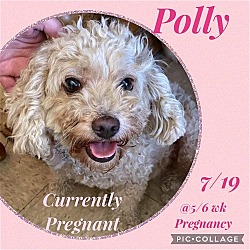 Thumbnail photo of Polly #2