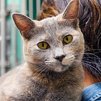 adopt a pet