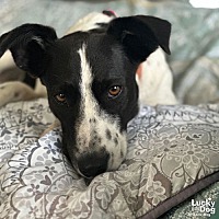 adopt a pet