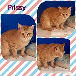 Thumbnail photo of Prissy #3