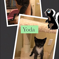 Thumbnail photo of Yoda #3