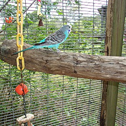 Photo of Parakeet  (F)