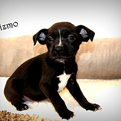 Thumbnail photo of Gizmo~adopted! #2
