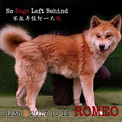 Photo of Romeo 8235