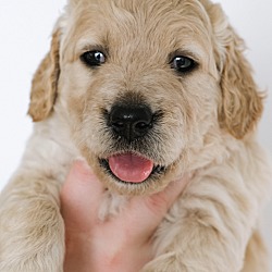 Thumbnail photo of *Coquis Puppies - Twylah #2