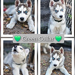 Photo of Green Collar