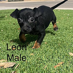 Photo of Leon