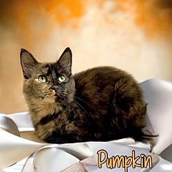 Photo of Pumpkin 123641