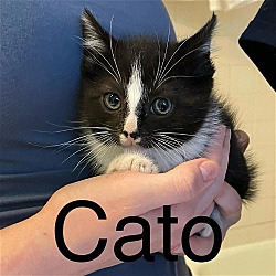 Photo of Cato