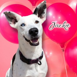 Photo of Jackie    -  PAWS