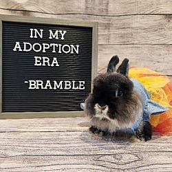 Thumbnail photo of Bramble #2