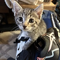 adopt a pet