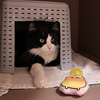 adopt a pet