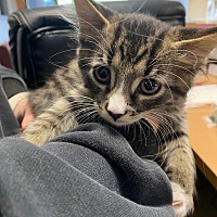 adopt a pet
