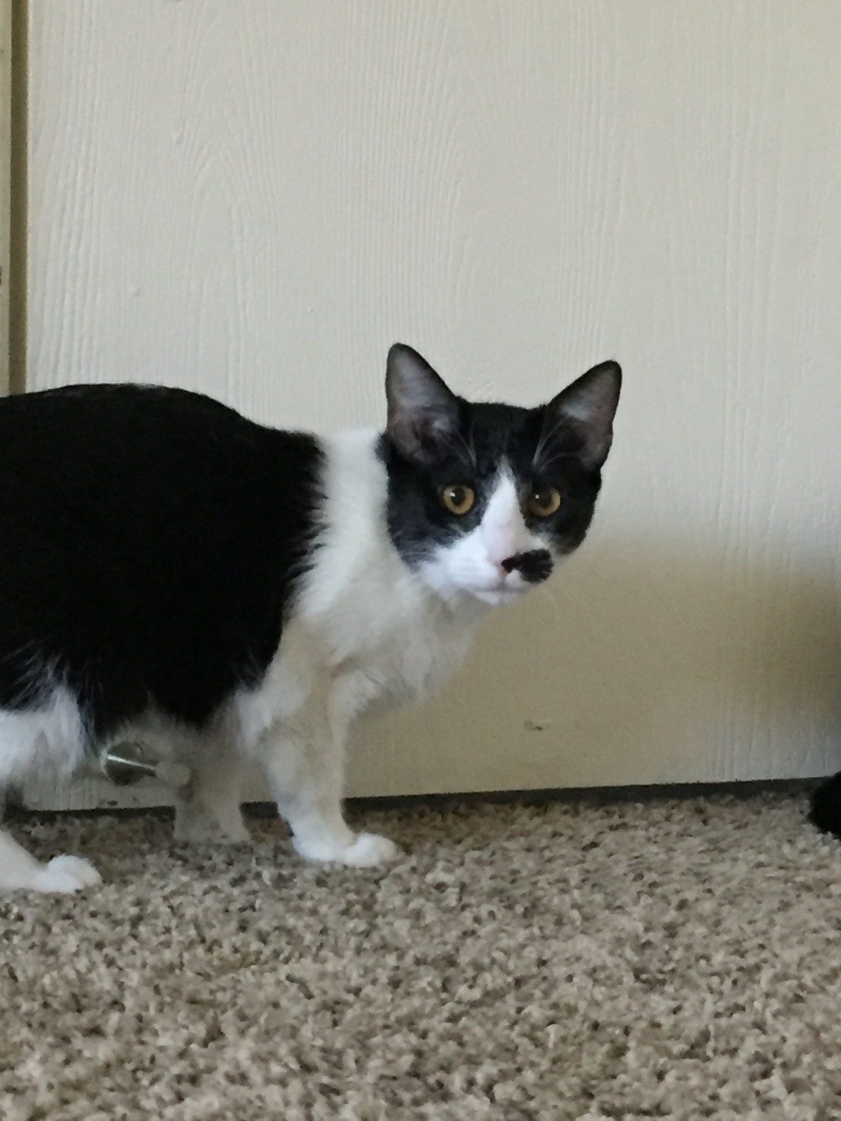 Adopt Tahla A Black White Or Tuxedo American Shorthair Mixed