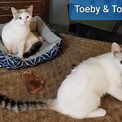 Thumbnail photo of Toeby #2