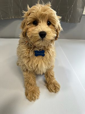 West Milford, NJ - Cavapoo. Meet Tabasco a Pet for Adoption - AdoptaPet.com