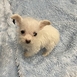 Photo of male puppy 3