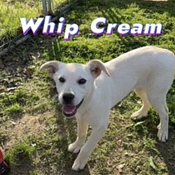 Thumbnail photo of Whip Cream #2