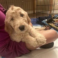 Thumbnail photo of Honey - Goldendoodle puppy #2