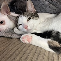 adopt a pet