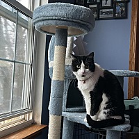 adopt a pet