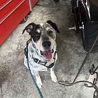adopt a pet