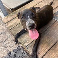 adopt a pet