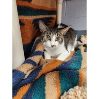 adopt-pet