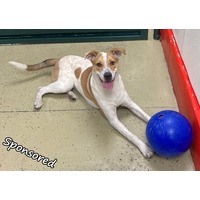 adopt-pet
