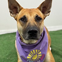 adopt a pet