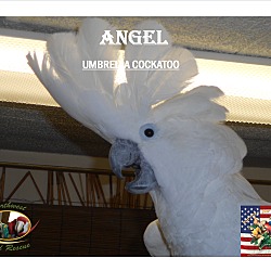 Thumbnail photo of ANGEL Umbrella Cock #4