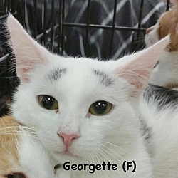 Thumbnail photo of Georgette #2