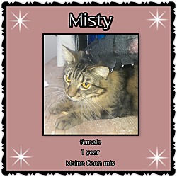Thumbnail photo of Misty #2