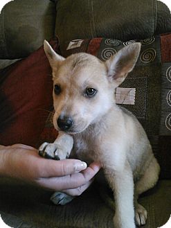 Centennial Co Shiba Inu Meet Tsukiko A Pet For Adoption