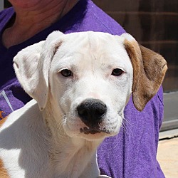 Thumbnail photo of Basket Pup Lady #1