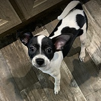adopt-pet