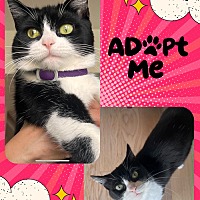 adopt a pet