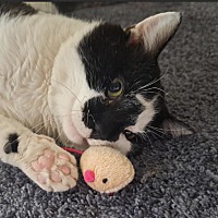 adopt a pet