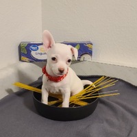 adopt-pet