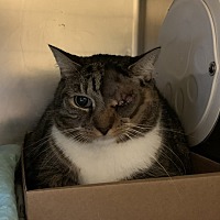 adopt a pet