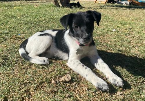 black and white rat terrier stuffed animal