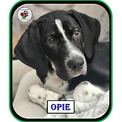 Photo of Opie - SOA Litter