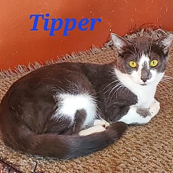 Thumbnail photo of Tipper #2