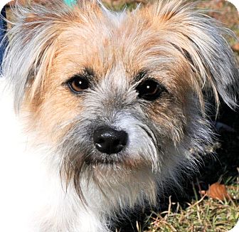 jack russell wheaten terrier mix